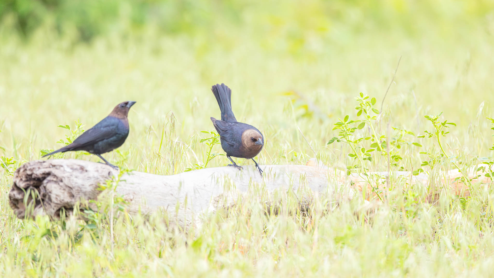 Brown-Headed Cowbirds - A Pause In The Grass